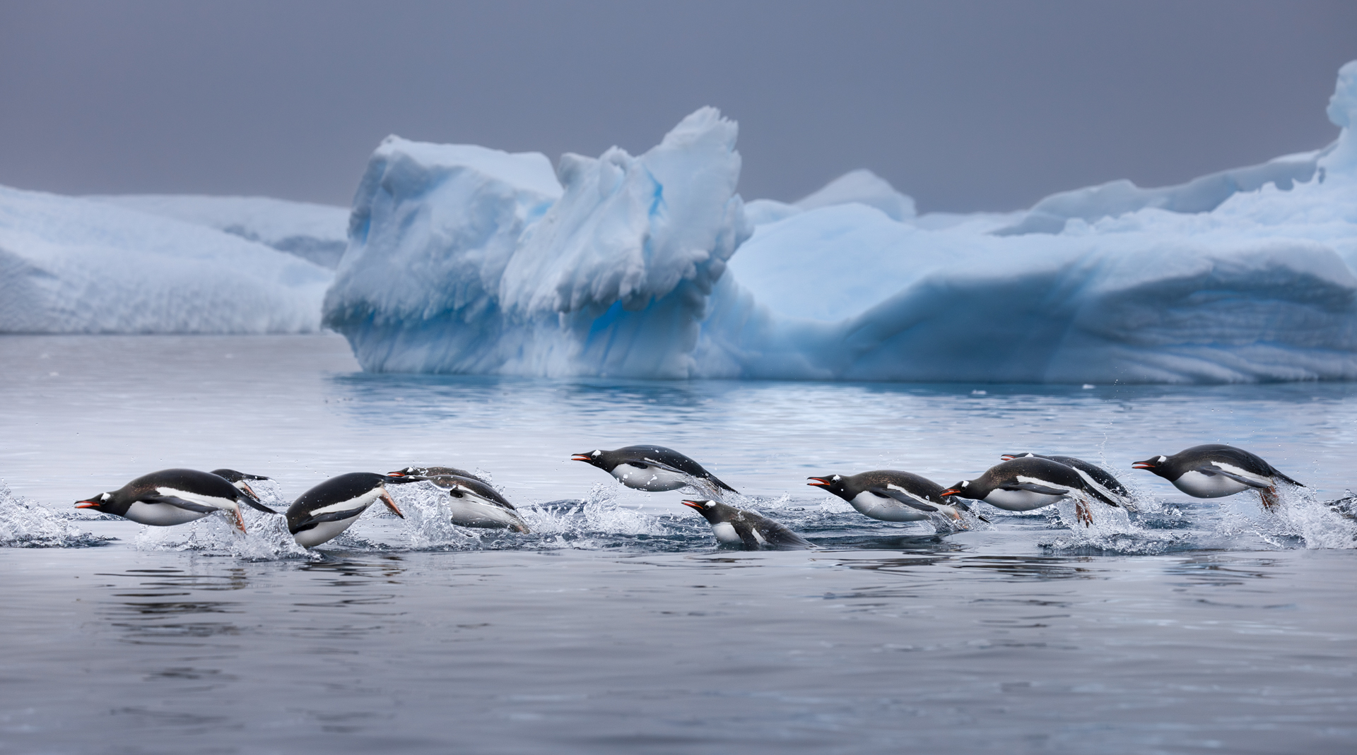 Porpoising Penguins